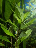 Hygrophila Corymbosa "Siamensis"